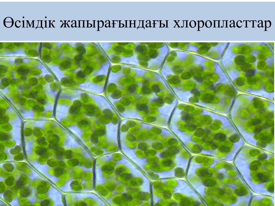 Өсімдік жапырағындағы хлоропласттар