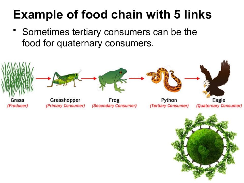 The food chain spotlight 7 презентация