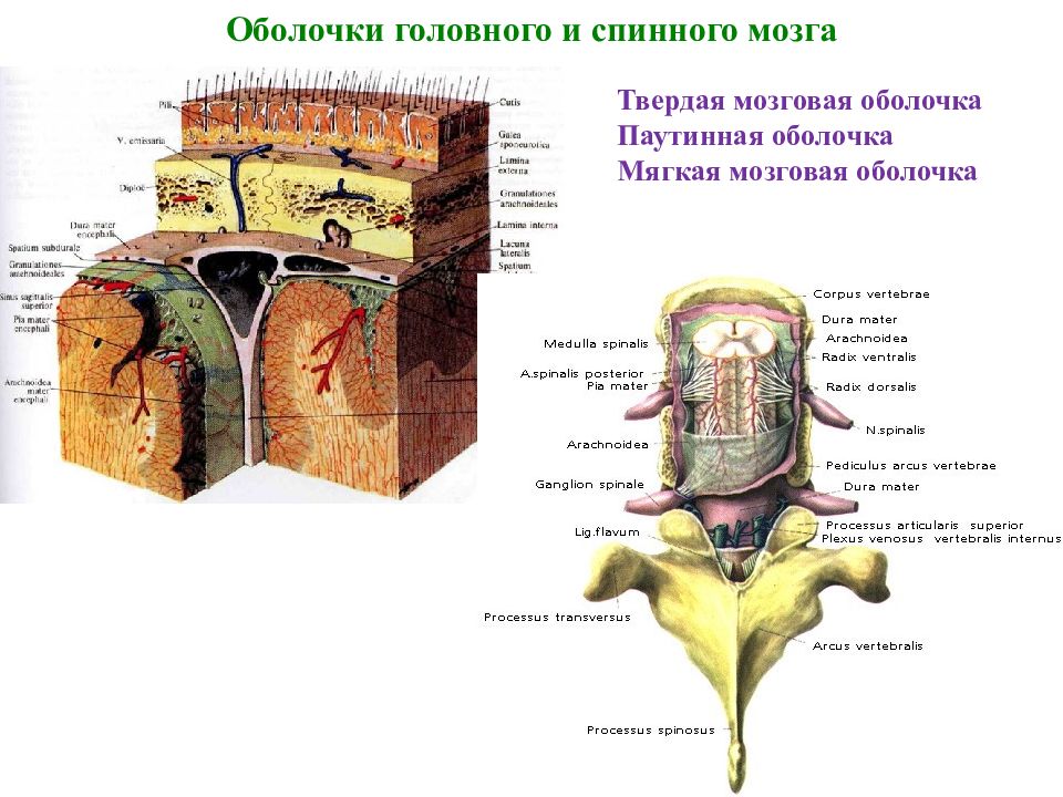 Оболочки головного мозга. Мозговая оболочка спинного мозга мягкая мозговая. Паутинная мозговая оболочка гистология. Мягкая мозговая оболочка спинного мозга гистология. Схема строения оболочек головного и спинного мозга.