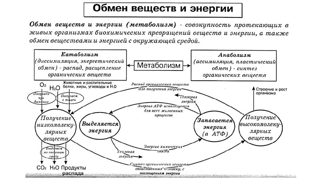 Схема отражения информации в организме