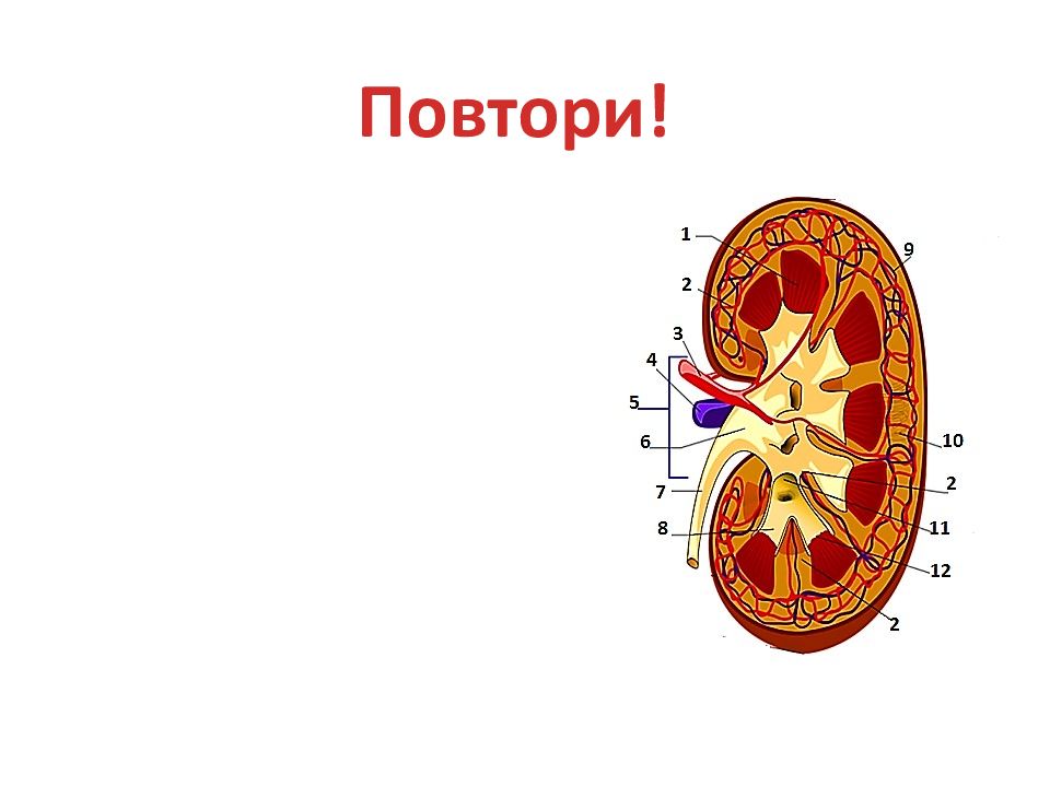 Строение почки рисунок. Строение почки. Строение почки без подписей. Рисунок почки с цифрами. Строение почки для рисования.