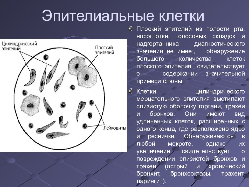 Микроскопия мокроты в картинках с описанием