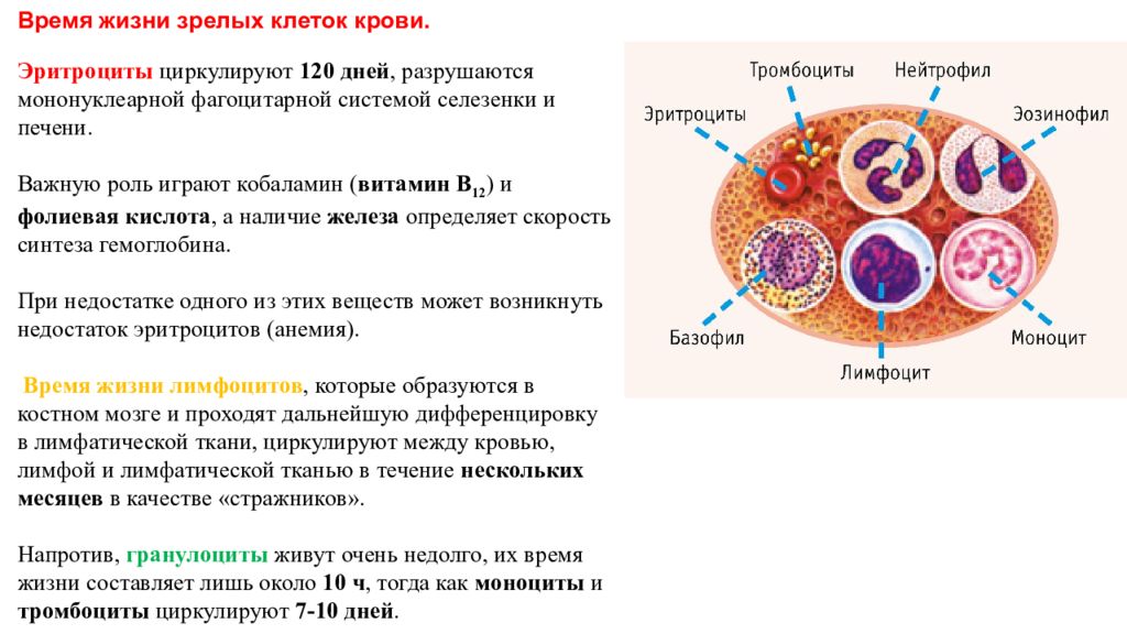 Зрелые клетки. Зрелые клетки крови. Время жизни клеток крови. Циркулирующие клетки в крови. Живут 120 дней эритроциты или лейкоциты.