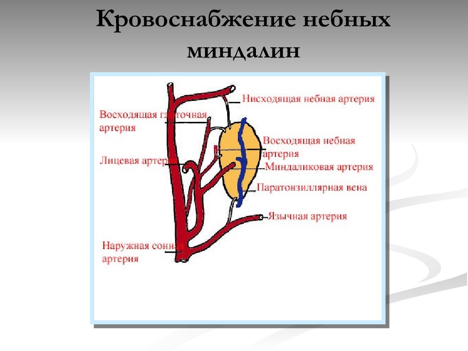 Анатомия и физиология лор органов презентация