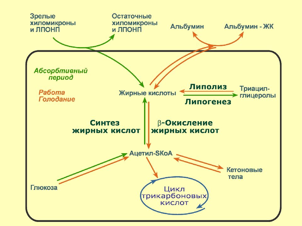 Липогенез. Липолиз схема биохимия. Схема липолиза в жировой ткани. Внутриклеточный липолиз схема. Липолиз и липогенез биохимия.