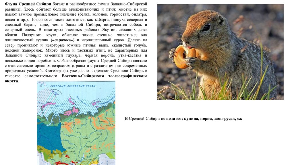 Животные средней сибири. Средняя Сибирь. Сибирь презентация. Западная и средняя Сибирь животные. Растительный и животный мир средней Сибири.