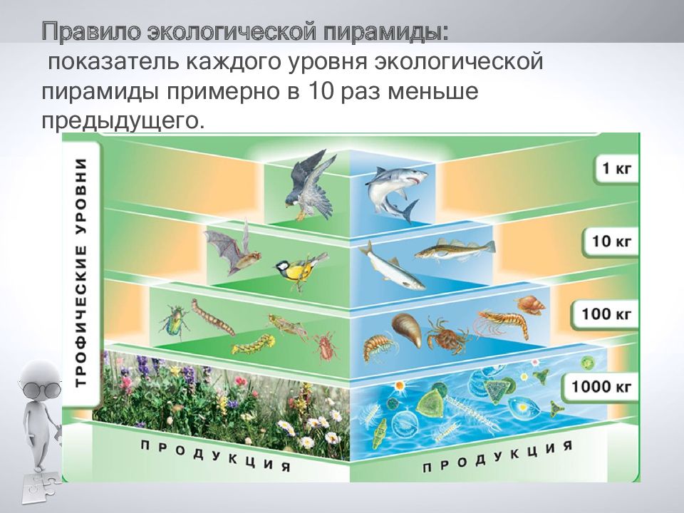 Правило 10 общество. Пирамида Линдемана экологическая. Экологические пирамиды правило 10. Экологические пирамиды это в экологии. Закон экологической пирамиды.