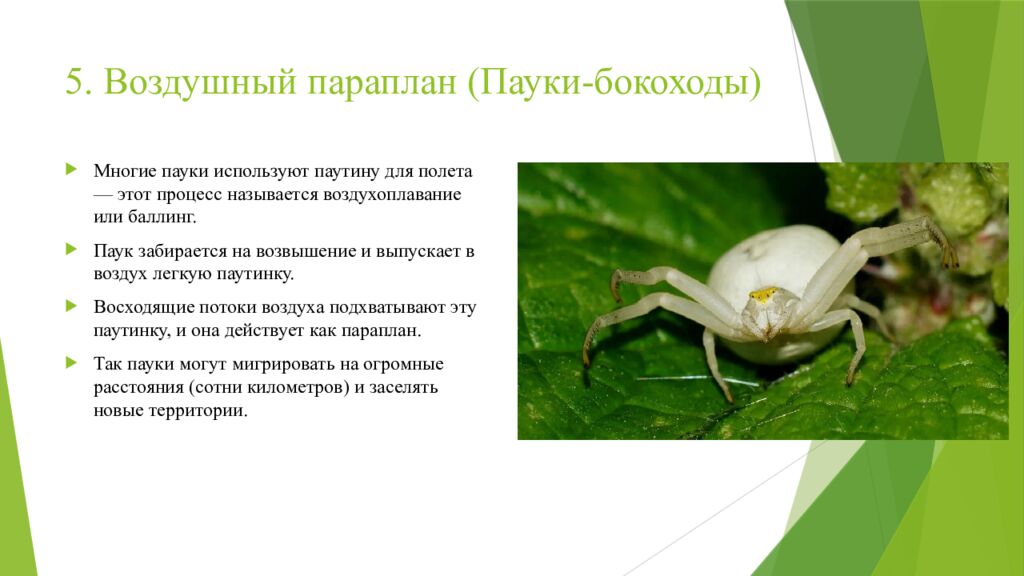 5. Воздушный параплан (Пауки- бокоходы )