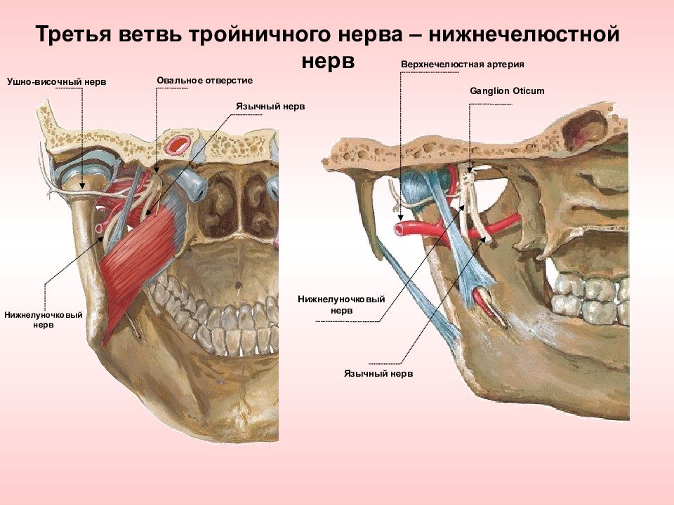 Иннервация верхней челюсти рисунок