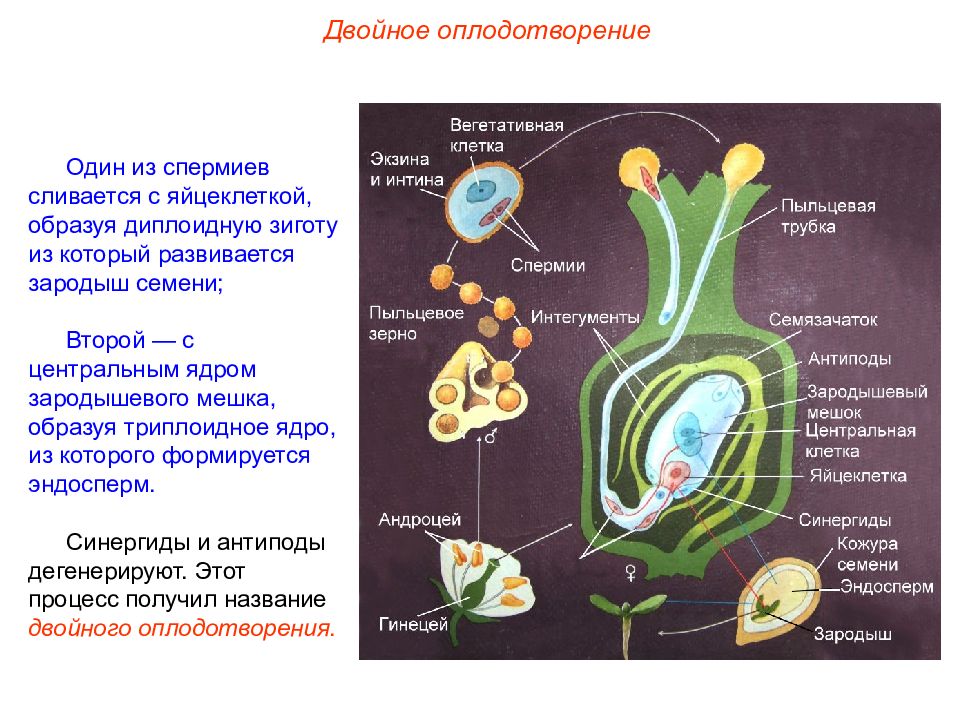 Образование генеративной и вегетативной клеток. Синергиды. Спермии цветковых растений образуются. Триплоидная клетка двойное оплодотворение. Процесс образования спермиев у цветковых растений.