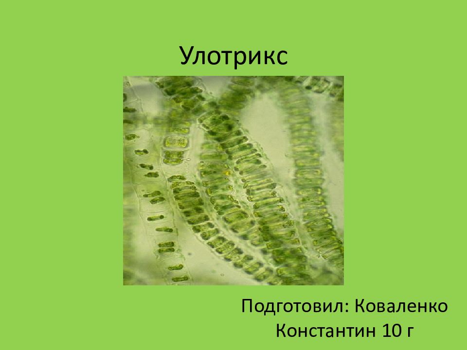 Улотрикс какая водоросль. Многоклеточные зеленые водоросли улотрикс. Нитчатая водоросль улотрикс. Улотрикс таллом. Улотрикс опоясанный.