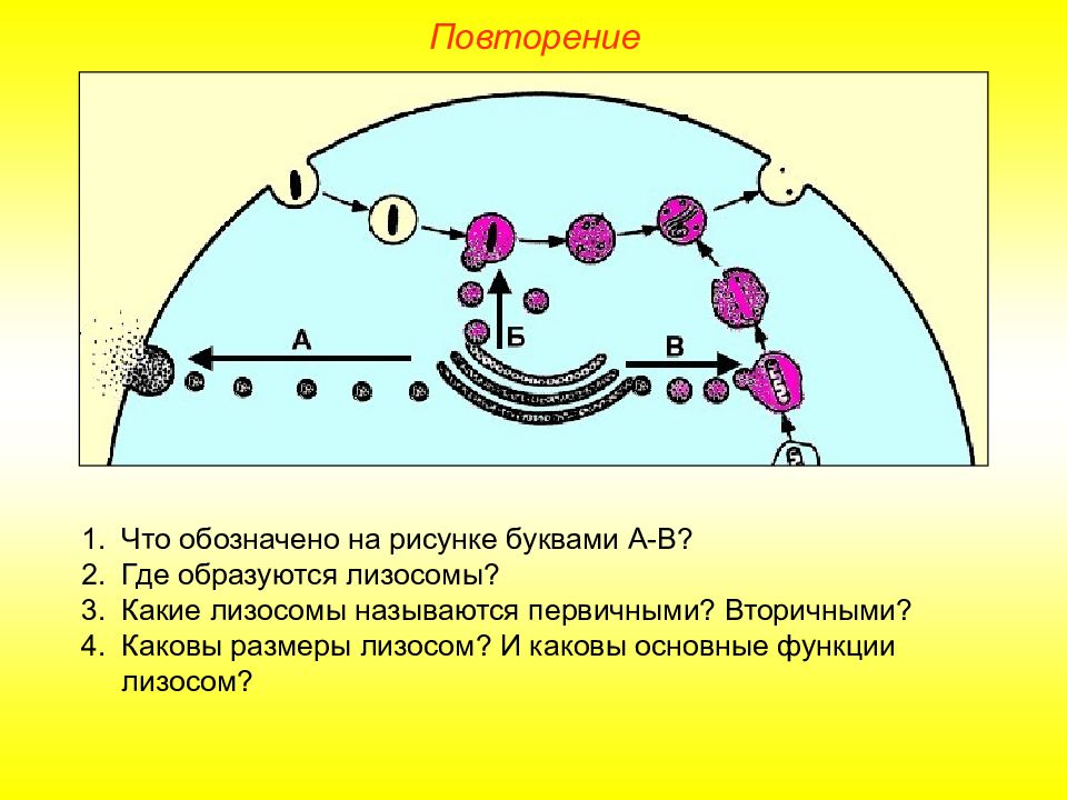 Образование лизосом рисунок