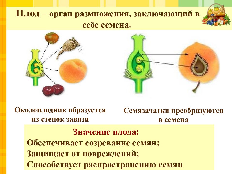 Отметьте на рисунке околоплодник и семя