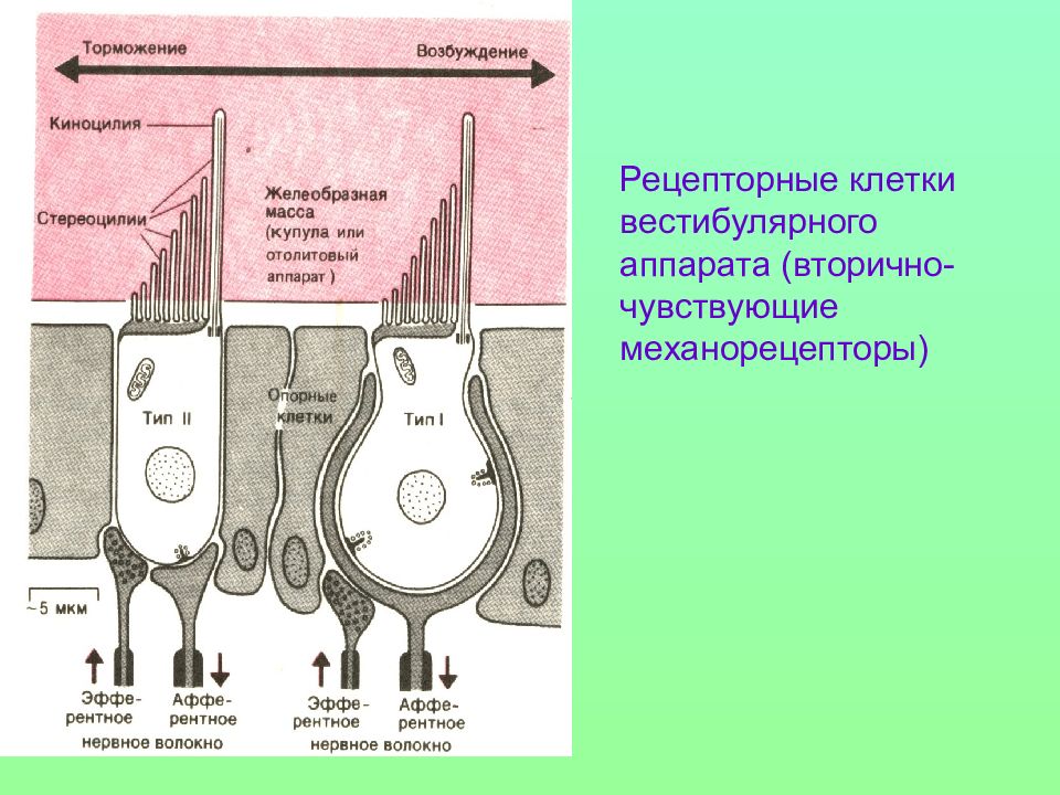 Что воспримет изображения на рисунке рецепторные клетки