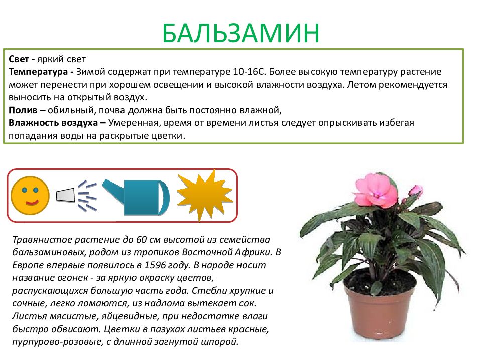 Паспорт растения 6 класс по биологии образец