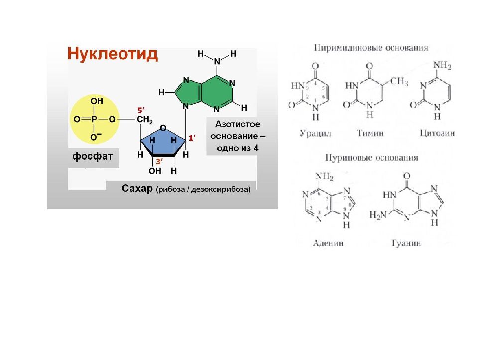 Передача н. Формулы пуриновых азотистых оснований. Пуриновые и пиримидиновые основания. Азотистые основания пуриновые и пиримидиновые. Структурные формулы пуриновых и пиримидиновых оснований.