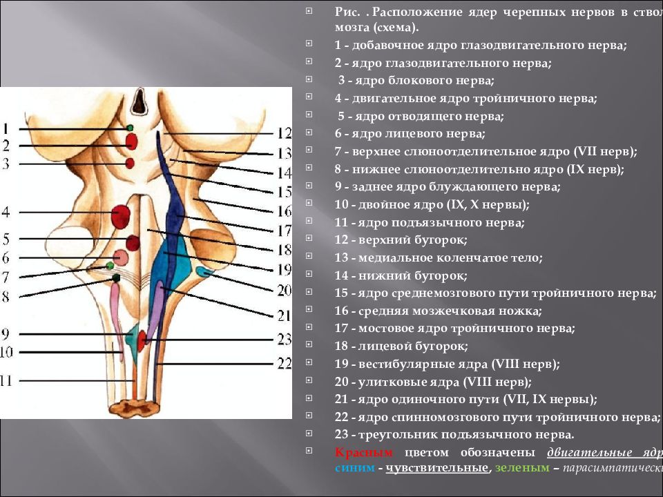Схема расположения ядер 5 12 пар черепных нервов в ромбовидной ямке