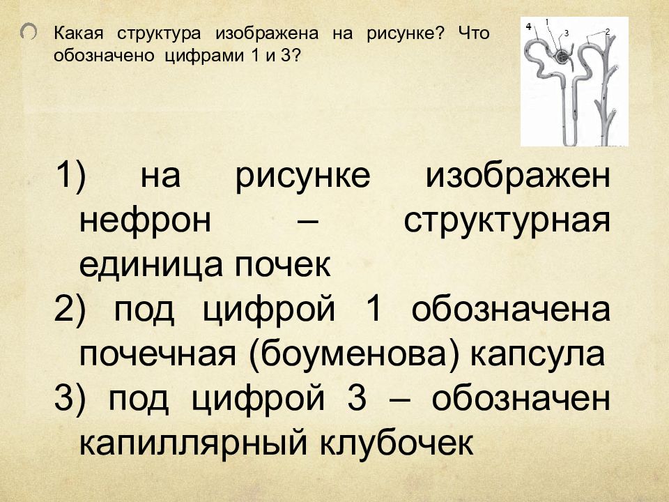 Какая структура изображена на рисунке что обозначено цифрами 1 и 3