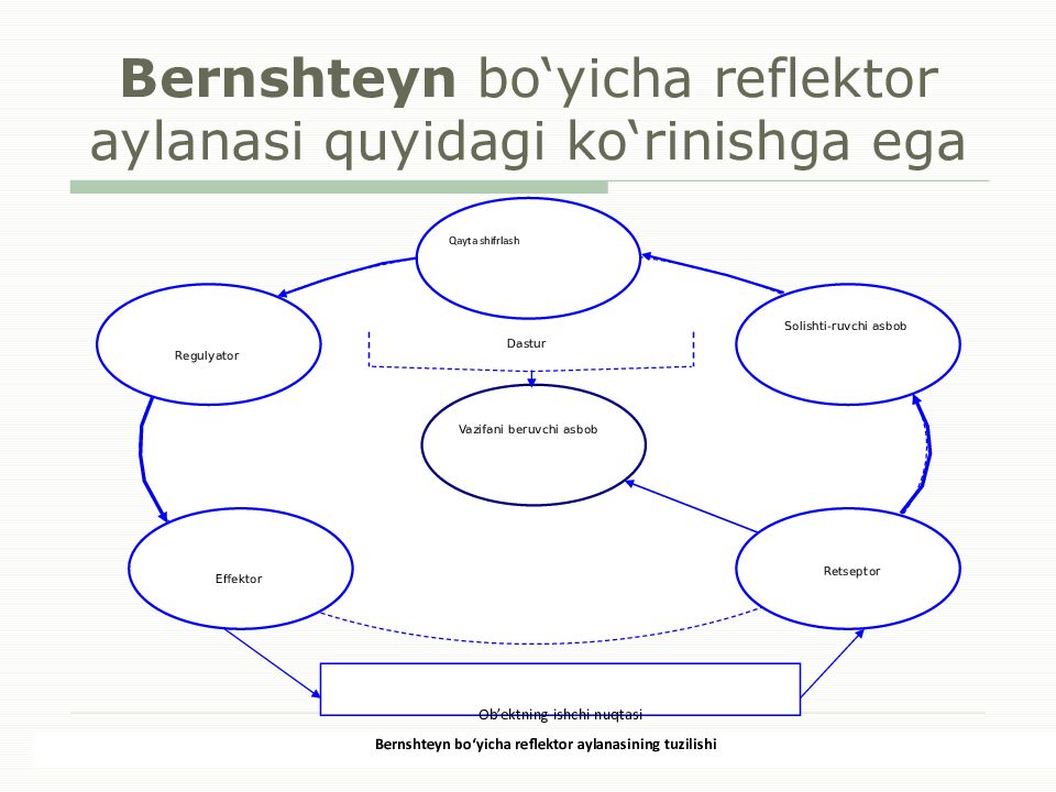Bernshteyn bo‘yicha reflektor aylanasi quyidagi ko‘rinishga ega