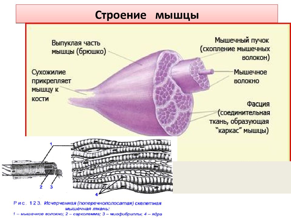 Структура мышц. Строение мышцы. Опишите строение мышцы. Внешнее строение мышцы.