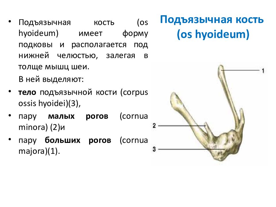 Мышцы расположенные ниже подъязычной кости. Подъязычная кость. Строение черепа подъязычная кость. Строение подъязычной кости анатомия. Подъязычная кость (os hyoideum).