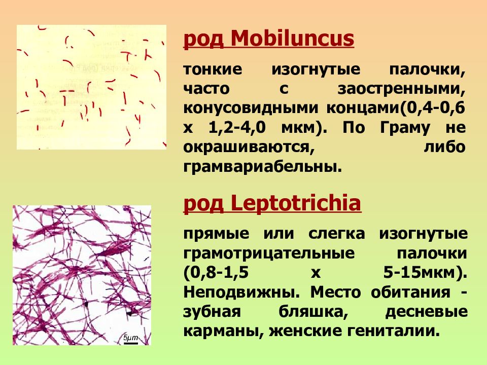 Презентация на тему столбняк микробиология