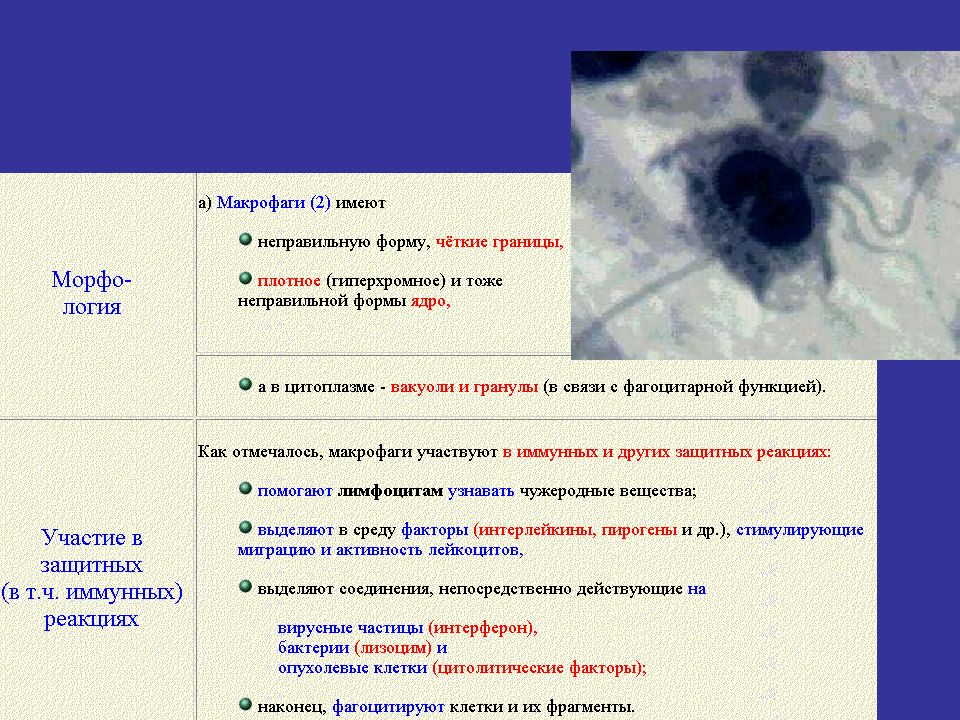 Макрофаги 1 2. Макрофаг гистиоцит гистология. Характеристика макрофагов соединительной ткани. Макрофаги функции гистология. Макрофаги размер.