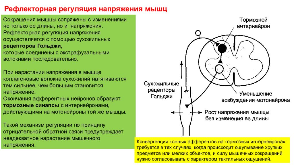 Рефлекторные чувства. Регуляция напряжения мышц физиология. Рефлекторная регуляция напряжения мышц. Рефлекс регуляции длины мышц. Рефлекторную дугу регуляции.