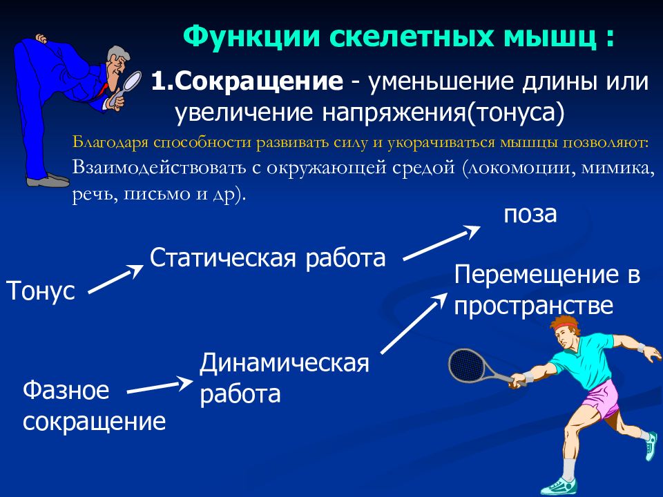 Физиология скелетных мышц. Типы сокращения скелетных мышц. Разновидности тонуса скелетных мышц. Функции скелетных мышц. Мышечное чувство конспект