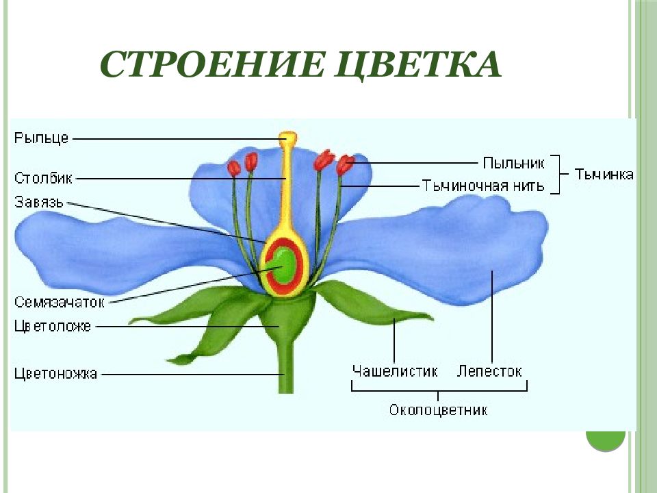 Название частей цветка на рисунке