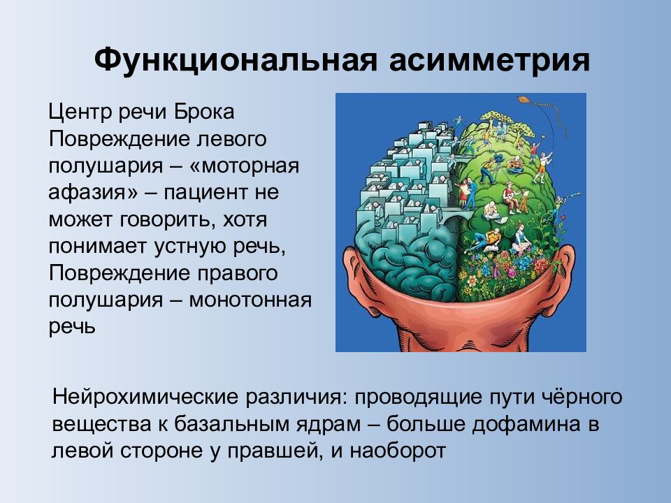 Межполушарная асимметрия. Функциональная асимметрия полушарий головного мозга человека. Функциональная асимметрия коры больших полушарий. Функциональная асимметрия мозга. Функциональная асимметрия мозга у человека.