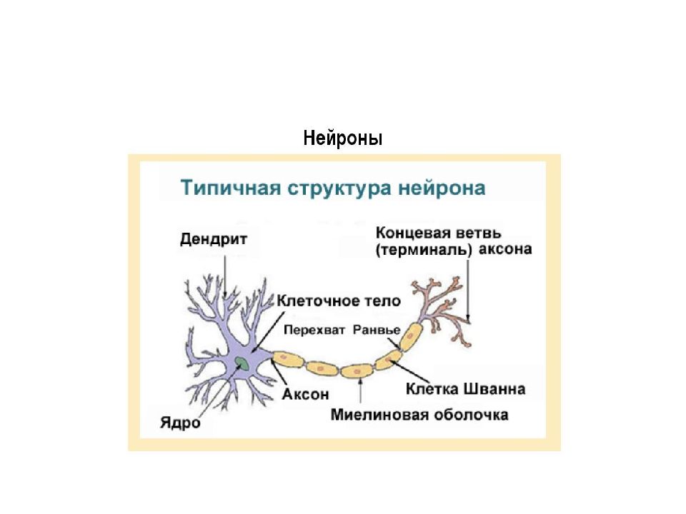 Конечные ветви. Миелиновой оболочкой дендрит Аксон. Строение нейрона перехват Ранвье. Аксоны и дендриты в рефлекторной дуге. Концевая ветвь аксона.