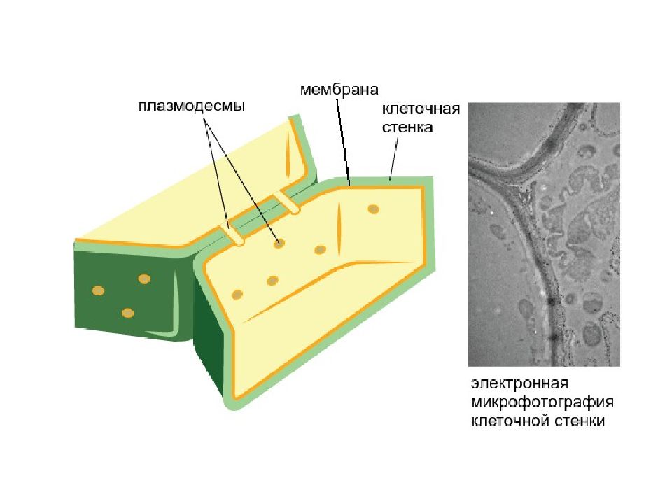 Какая клетка содержит плазмодесмы