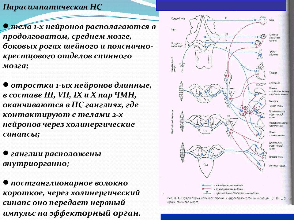 Эфферентная иннервация презентация