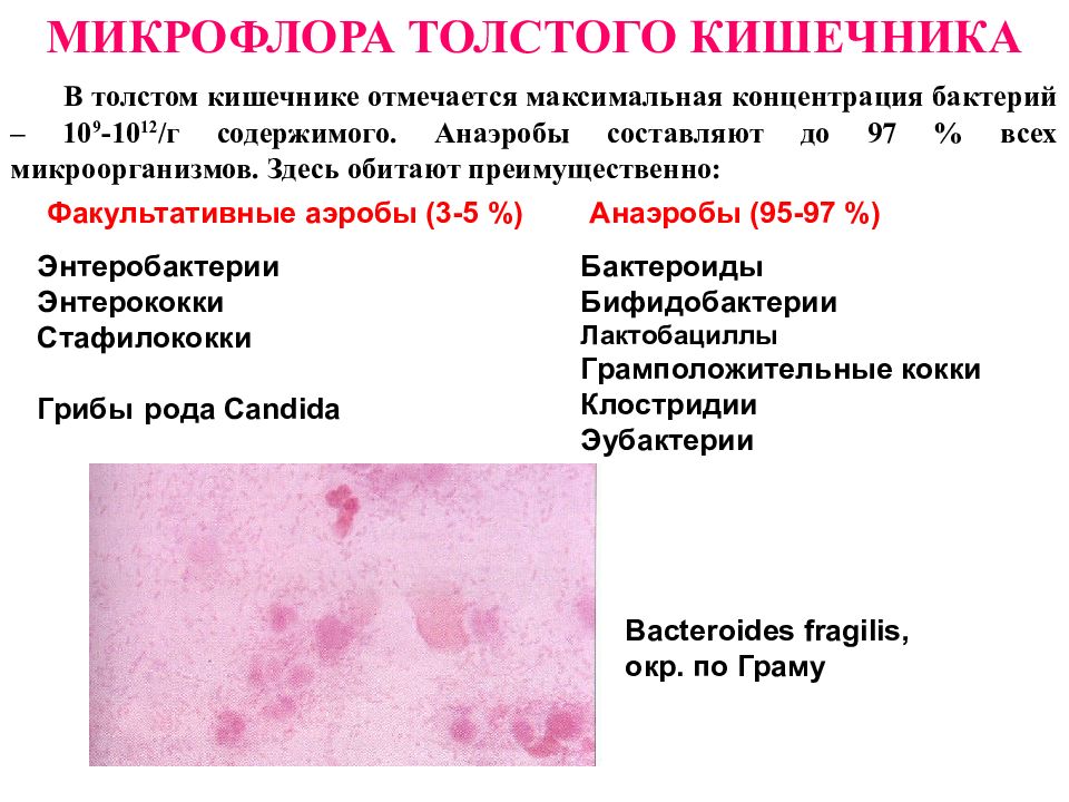 Микрофлора организма человека микробиология презентация