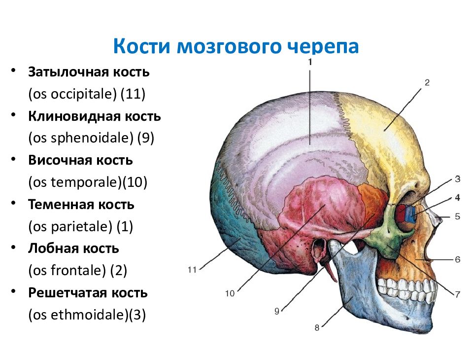 Какими цифрами на рисунке обозначены непарные кости мозгового отдела черепа