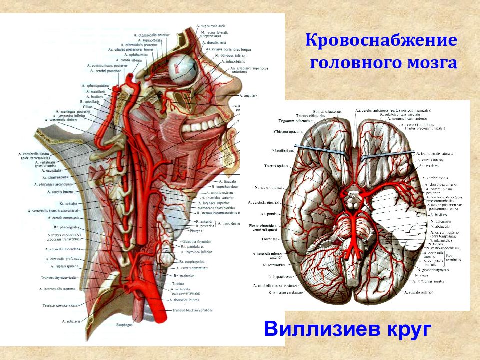 Презентация органы головы и шеи