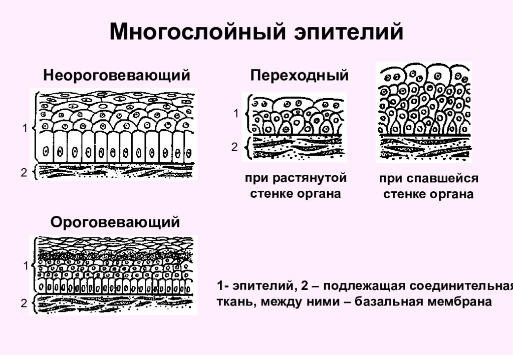 Однослойный эпителий это. Многослойный неороговевающий эпителий. Многослойный ороговевающий эпителий строение. Многослойный переходный эпителий. Переходный эпителий выстилает.