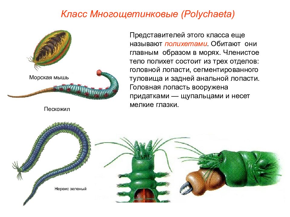 Презентация про кольчатых червей