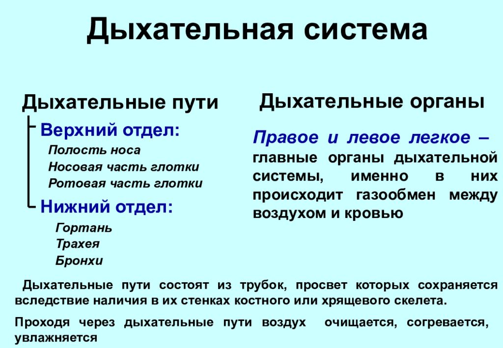 К системе дыхания относятся. Отделы дыхательной системы. Функции отделов дыхательной системы. Органы дыхательного отдела. Классификация органов дыхательной системы.