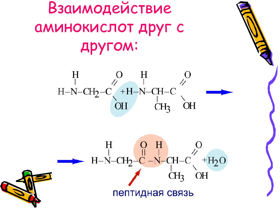 Презентация про аминокислоты