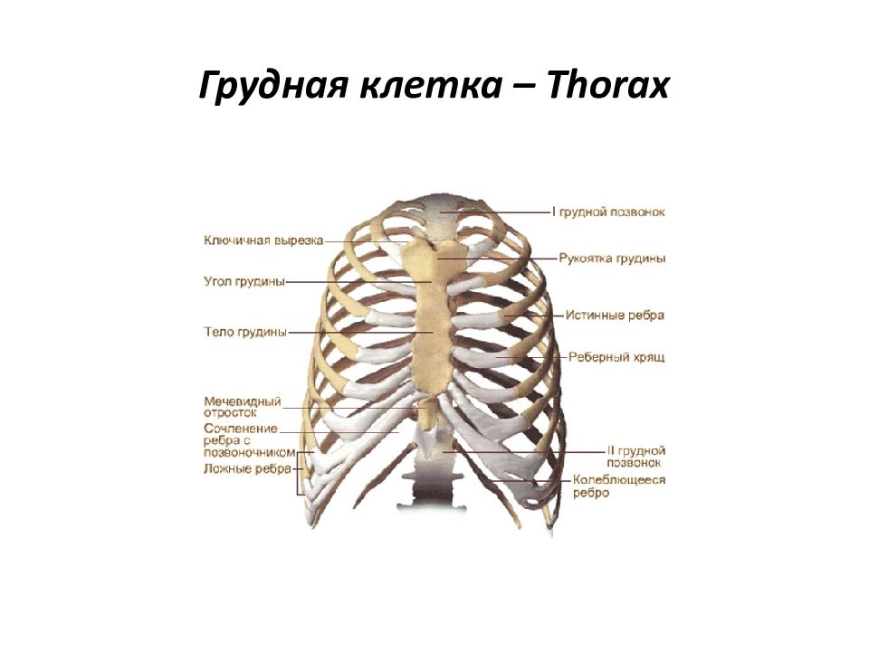 Рукоятка грудины