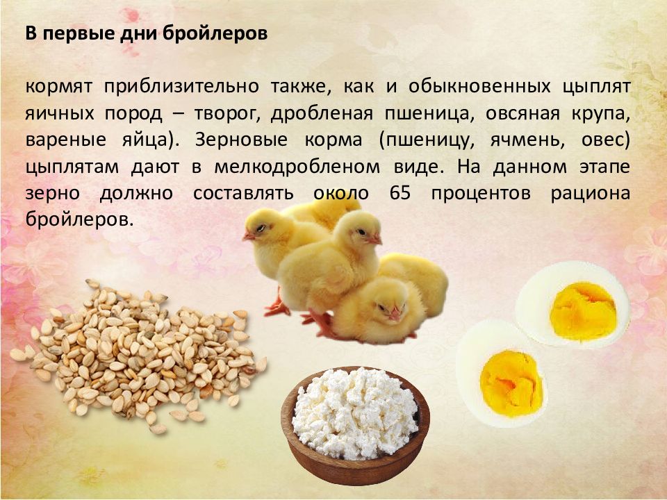 Кормление домашних цыплят в первые дни жизни