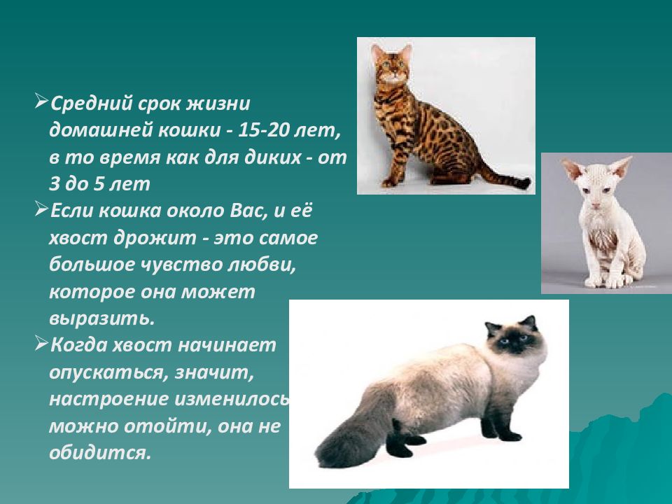Средняя жизнь домашних кошек. Продолжительность жизни домашних кошек. Продолжительность жизни кошек по породам. Срок жизни домашней кошки. Средняя Продолжительность жизни кошек.