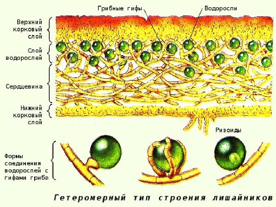 Организм состоит из гриба и водоросли. Схема внутреннего строения лишайника. Строение таллома лишайника. Модель внутреннего строения лишайника. Модель внутреннего строения лишайника 5 класс.