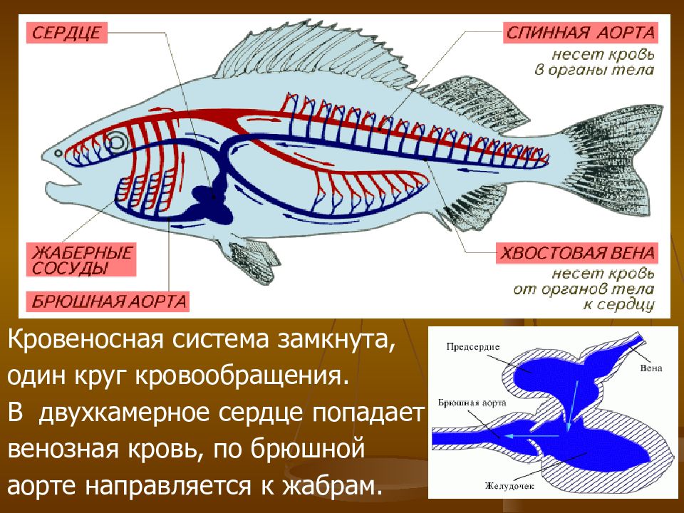 4 замкнутая кровеносная система у