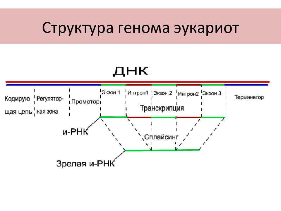 Геном эукариот презентация