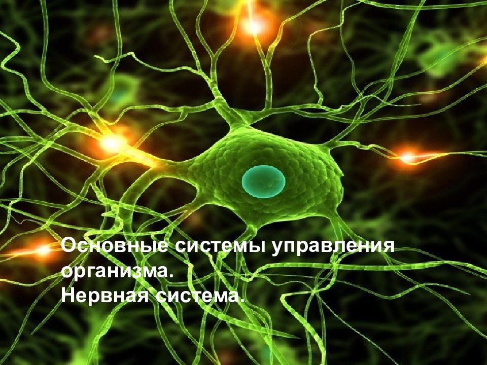 Основные системы управления организма. Нервная система.