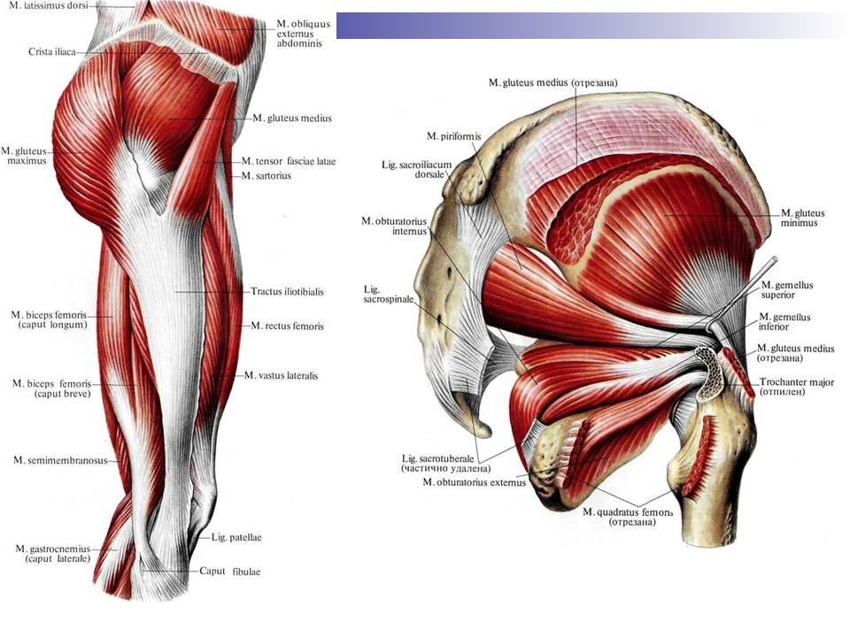 Мышцы бедра анатомия