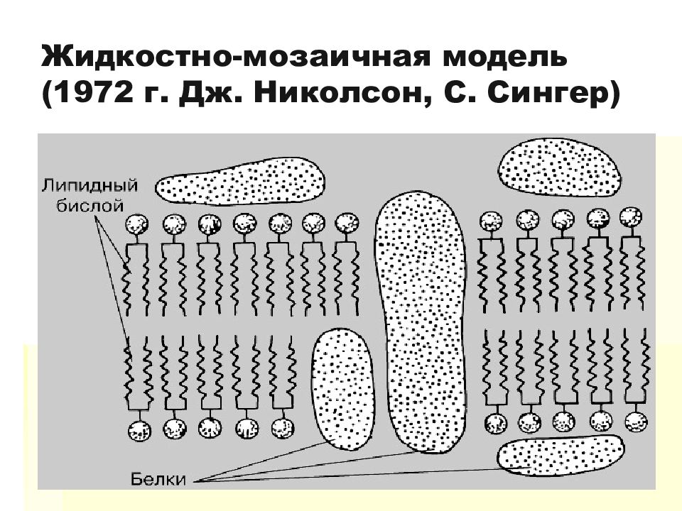 Поступление веществ в клетку. Модель клеточной мембраны Сингера Николсона. Жидкостно-мозаичная модель мембраны Сингера и Николсона. Жидкостно-мозаичная модель мембраны. Мозаичная модель мембраны 1972.